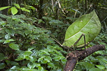 Katydid (Cycloptera speculata) mimicking green leaf, Guyana