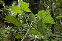 Katydid (Cycloptera speculata) mimicking green leaf, Guyana