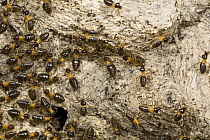 Nasute Termite (Nasutitermitidae) colony leaving their arboreal nests for a night of foraging, Guyana
