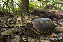 Red-footed Tortoise (Geochelone carbonaria) amid leaf litter on forest floor, Guyana