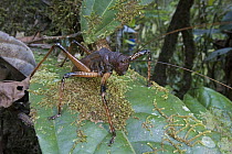 Lobster Katydid (Panoploscelis specularis) on leaf, Guyana