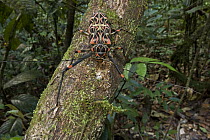 Harlequin Beetle (Acrocinus longimanus) female, Acarai Mountains, Guyana