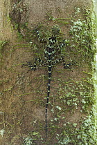 Collared Tree Runner (Tropidurus plica) clinging to tree trunk, Guyana