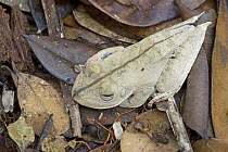 Blue-flanked Tree Frog (Hyla calcarata) camouflaged amid leaf litter on forest floor, Guyana