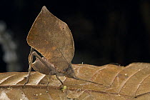 Leaf Katydid (Typophyllum erosum) mimicking a dead leaf, Guyana