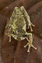 Forest Bromeliad Treefrog (Osteocephalus cabrerai) portrait on leaf, Guyana