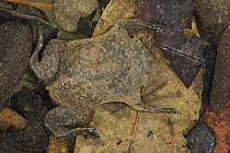 Surinam Toad (Pipa pipa) mimicking leaf litter in pond, Guyana
