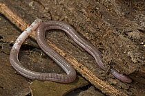 Vanzolini's Worm Lizard (Amphisbaena vanzolinii) legless without functional eyes live underground, Guyana