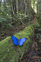 Morpho Butterfly (Morpho menelaus) in rainforest, Acarai Mountains, Guyana