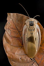 Giant Cockroach (Blaberus giganteus), Guyana