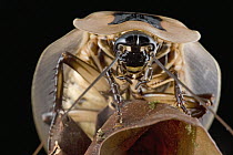 Giant Cockroach (Blaberus giganteus), Kamoa River, Guyana