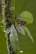 Katydid (Roxelana crassicornis) is one of the most remarkable leaf-mimics of the animal world, Guyana