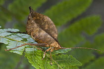 Leaf Katydid (Typophyllum erosum) mimicking dead leaf, Guyana