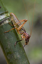 Katydid (Gnathoclita vorax) male showing large mandibles, Guyana
