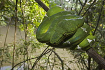 Emerald Tree Boa (Corallus caninus) coiled in rainforest tree, Guyana