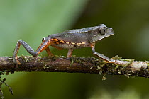 White-lined Monkey Frog (Phyllomedusa vallianti) walking along twig, Guyana