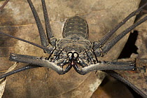 Tailless Whip Scorpion (Heterophrynus sp) female showing spiky pedipalps, Guyana