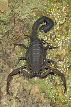An unidentified arboreal Scorpion, Guyana