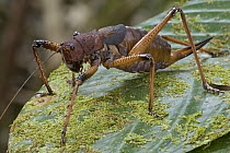 Lobster Katydid (Panoploscelis specularis) on leaf, Guyana