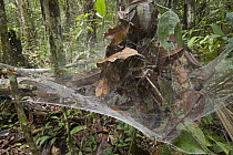 Social Spider (Anelosimus eximius) group in communal nest, Guyana