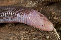 Vanzolini's Worm Lizard (Amphisbaena vanzolinii) legless without functional eyes live underground, Guyana