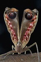 Peacock Katydid (Pterochroza ocellata) in startle display showing false eyespots on wings, Guyana