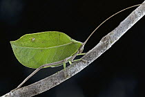 Katydid (Cycloptera speculata) on twig, Guyana