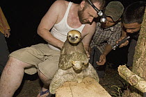 Pale-throated Three-toed Sloth (Bradypus tridactylus) is inspected by entomologist Christopher Marshall and his assistants for symbiotic moths, Kamoa River, Guyana