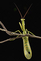 An unidentified Praying Mantis from southern Guyana