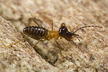 Nasute Termite (Nasutitermitidae) soldier, Guyana