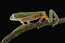 Orange-legged Leaf Frog (Phyllomedusa hypochondrialis) portrait, Guyana