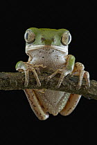 Orange-legged Leaf Frog (Phyllomedusa hypochondrialis), Guyana