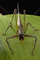 Katydid (Listroscelis sp) spiny legs are an excellent hunting weapon, Guyana