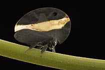 Treehopper (Membracis sp) with cryptically shaped pronotum and disruptive coloration that further hide the outline of the insect, Guyana