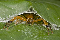 An unidentified arboreal spider in its shelter made of leaves secured with silk, Guyana