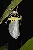 Raspy Cricket (Gryllacrididae) completing its final molt, Guyana