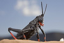 Koppie Foam Grasshopper (Dictyophorus spumans) with aposematic coloration to warn predators about toxins, Karoo National Park, Western Cape, South Africa