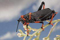 Koppie Foam Grasshopper (Dictyophorus spumans) portrait, South Africa