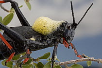 Koppie Foam Grasshopper (Dictyophorus spumans) aerates toxic blood as a defensive behavior, South Africa