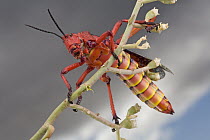 Milkweed Grasshopper (Phymateus morbillosus) member of the Foam grasshopper family has aposematic coloration, South Africa