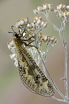 Antlion (Palpares sp) resembles large, colorful dragonfly, South Africa