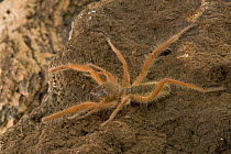 Sun Spider (Solifuga) does not have venom glands, their large chelicerae are strong enough to kill prey at least as big as themselves, South Africa