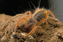 Sun Spider (Solifuga) does not have venom glands, their large chelicerae are strong enough to kill prey at least as big as themselves, South Africa