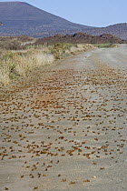 Brown Locust (Locustana pardalina) group of migratory insects on road, Karoo, South Africa
