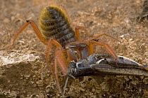 Sun Spider (Solifuga) with captured Grasshopper prey, South Africa