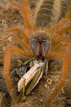 Sun Spider (Solifugae) feeding on grasshopper, Kruger National Park, Mpumalanga, South Africa