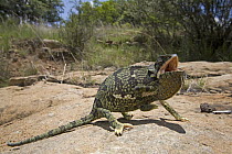 Flap-necked Chameleon (Chamaeleo dilepis) in a defensive display, South Africa