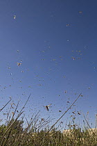 Brown Locust (Locustana pardalina) migratory group flying, Karoo, South Africa