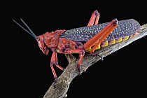 Milkweed Grasshopper (Phymateus morbillosus) with aposematic coloration to warn predators of its toxins, Cederberg, Western Cape, South Africa