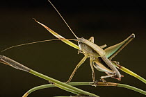 Katydid (Tettigoniidae) a new, yet undescribed species of Ceresia, which produces loud yet inaudible to humans calls in the range of 30-120 kHz, South Africa